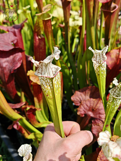 SX23 Sarracenia x (areolata “Fegatone” x leucophylla -- Hurricane creek white, seedling. Vigorous, Stefan Lessen)