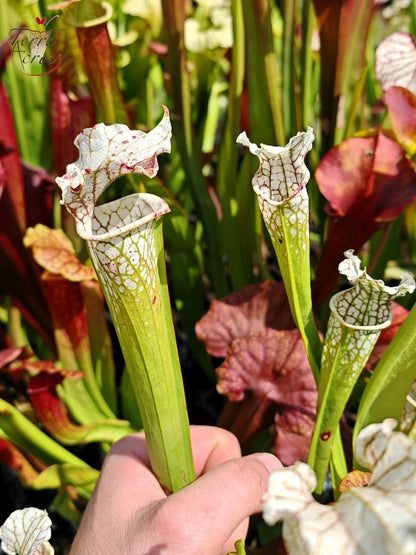 SX23 Sarracenia x (areolata “Fegatone” x leucophylla -- Hurricane creek white, seedling. Vigorous, Stefan Lessen)