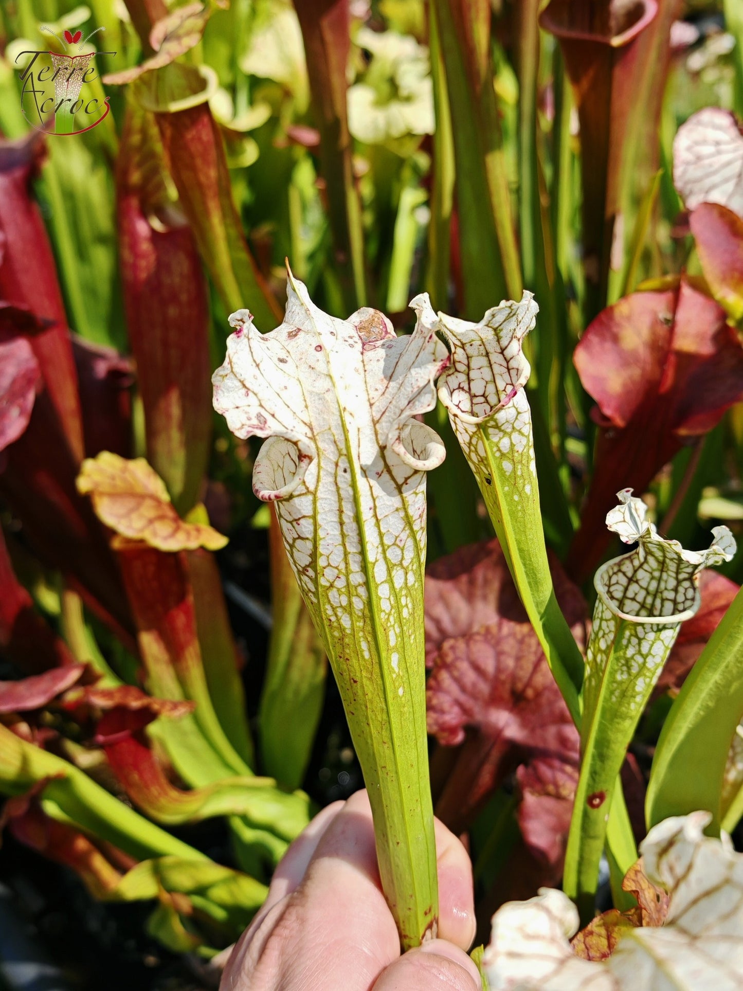 SX23 Sarracenia x (areolata “Fegatone” x leucophylla -- Hurricane creek white, seedling. Vigorous, Stefan Lessen)