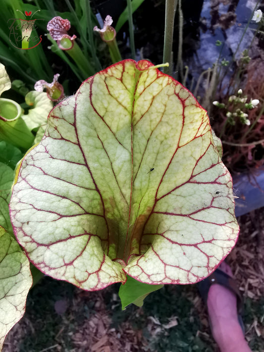 SX25a Sarracenia x "Ellcrys"