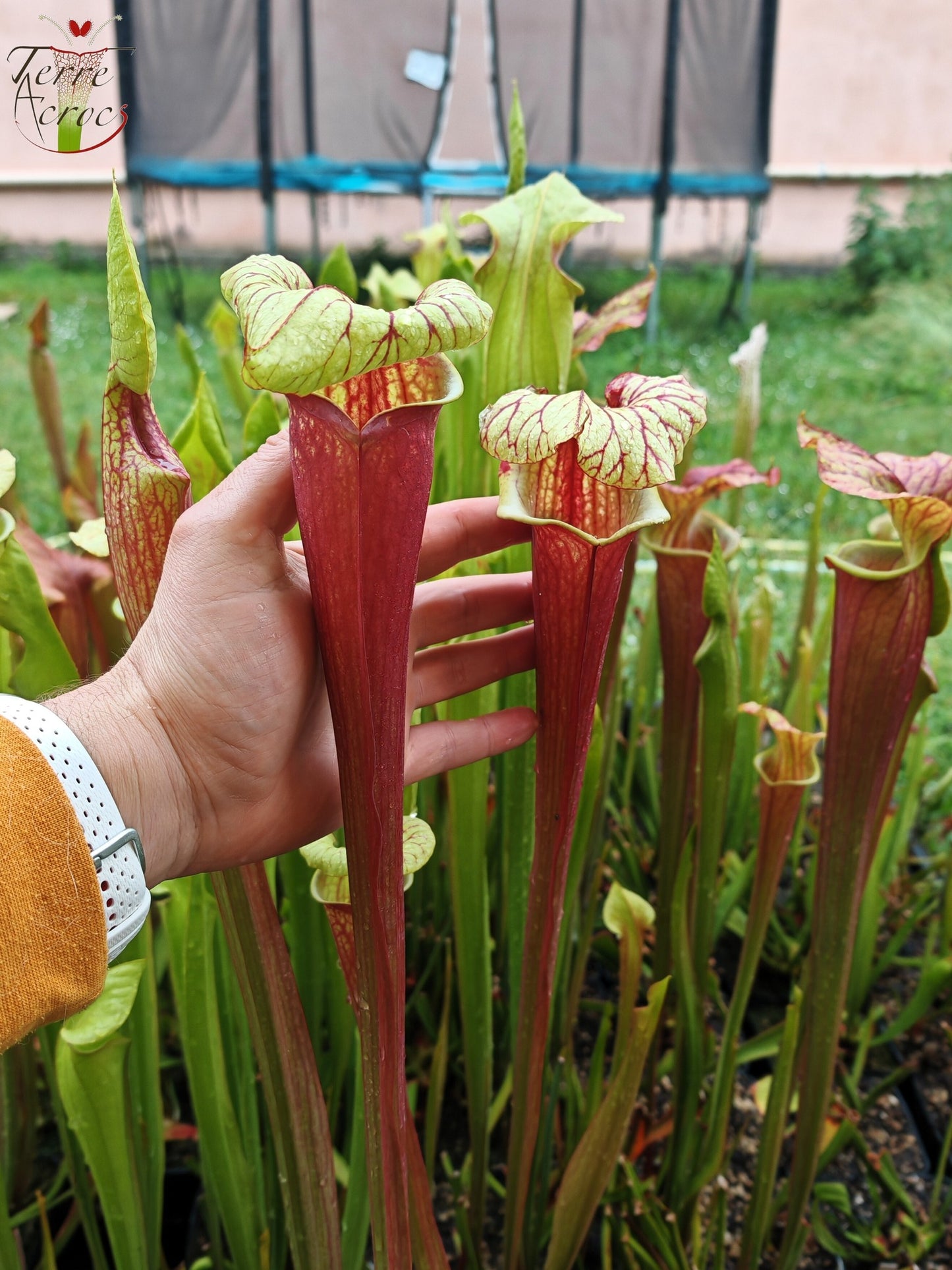 SX25b Sarracenia x "Dionysos"