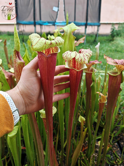 SX25b Sarracenia x "Dionysos"