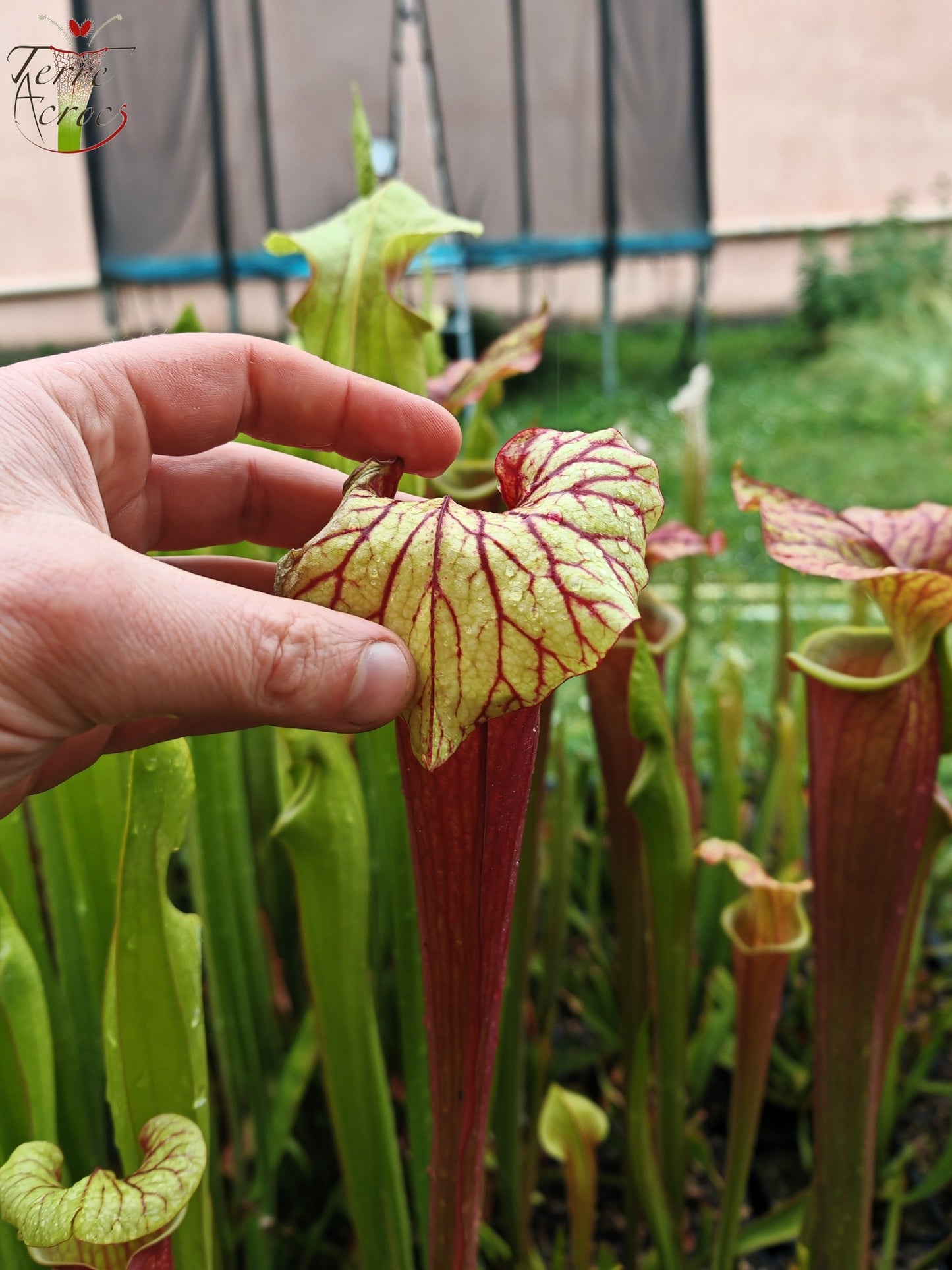 SX25b Sarracenia x "Dionysos"