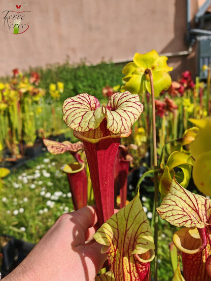 SX25b Sarracenia x "Dionysos"