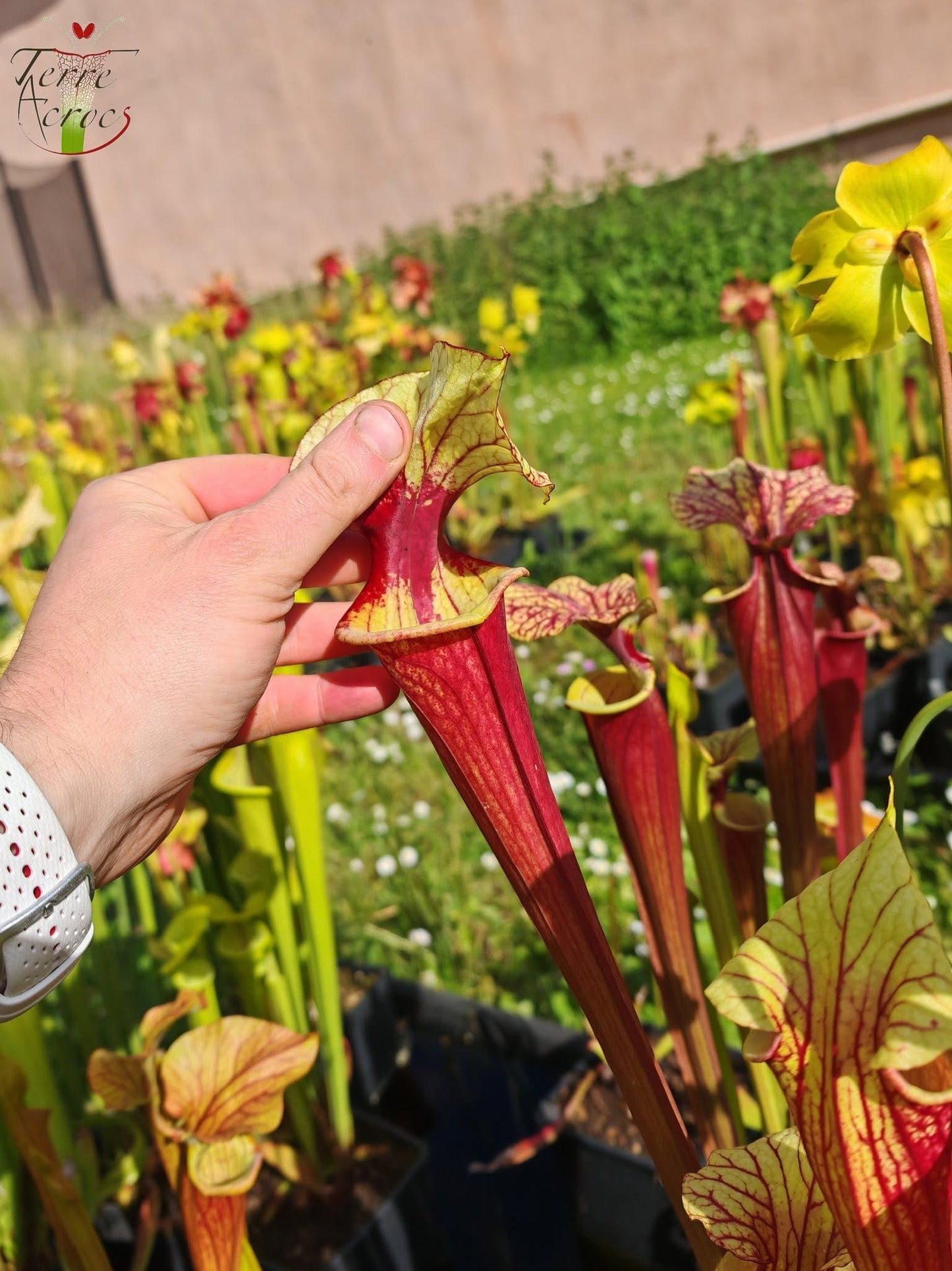 SX25b Sarracenia x "Dionysos"