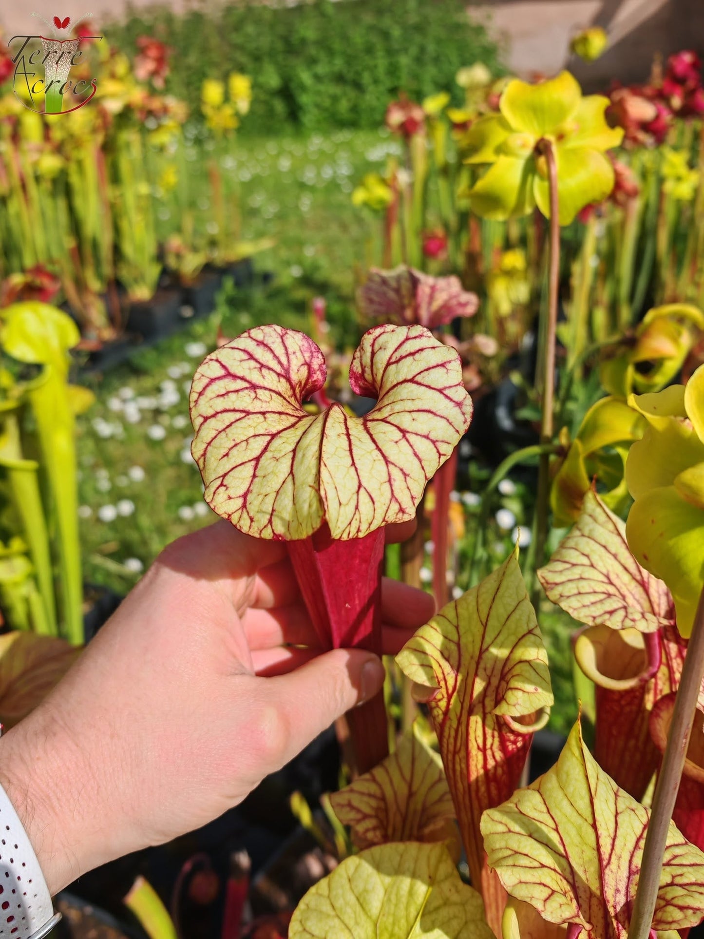 SX25b Sarracenia x "Dionysos"