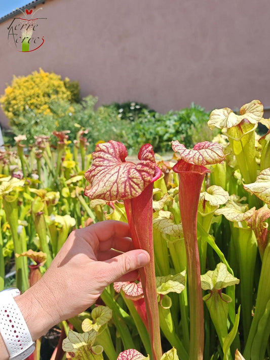 SX25b Sarracenia x "Dionysos"