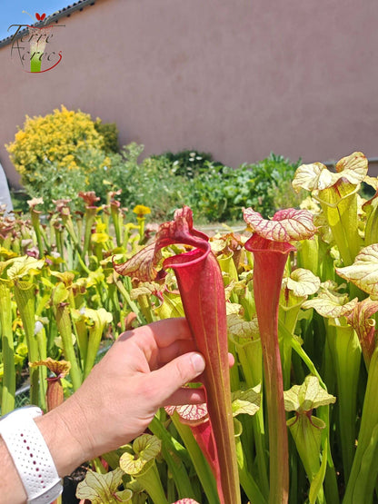 SX25b Sarracenia x "Dionysos"