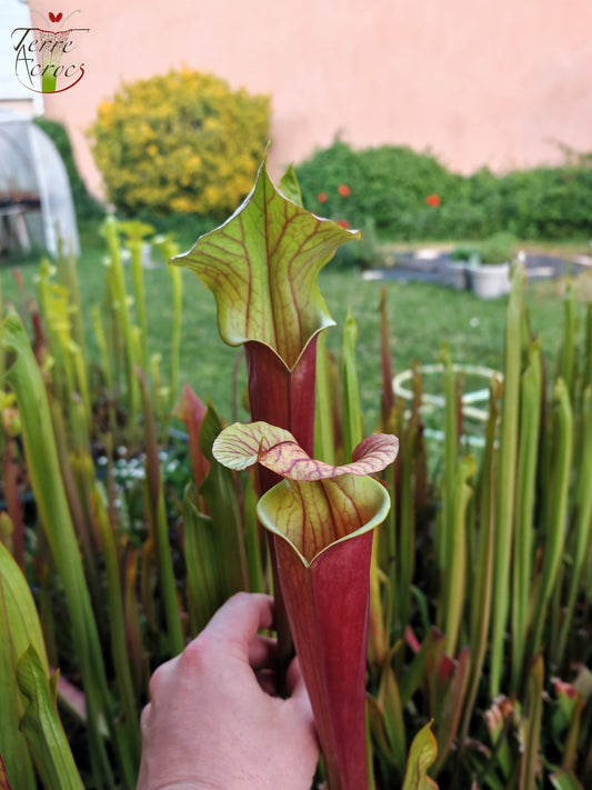 SX25c Sarracenia x ((SX65a, CA) x atropurpurea)(clone c)