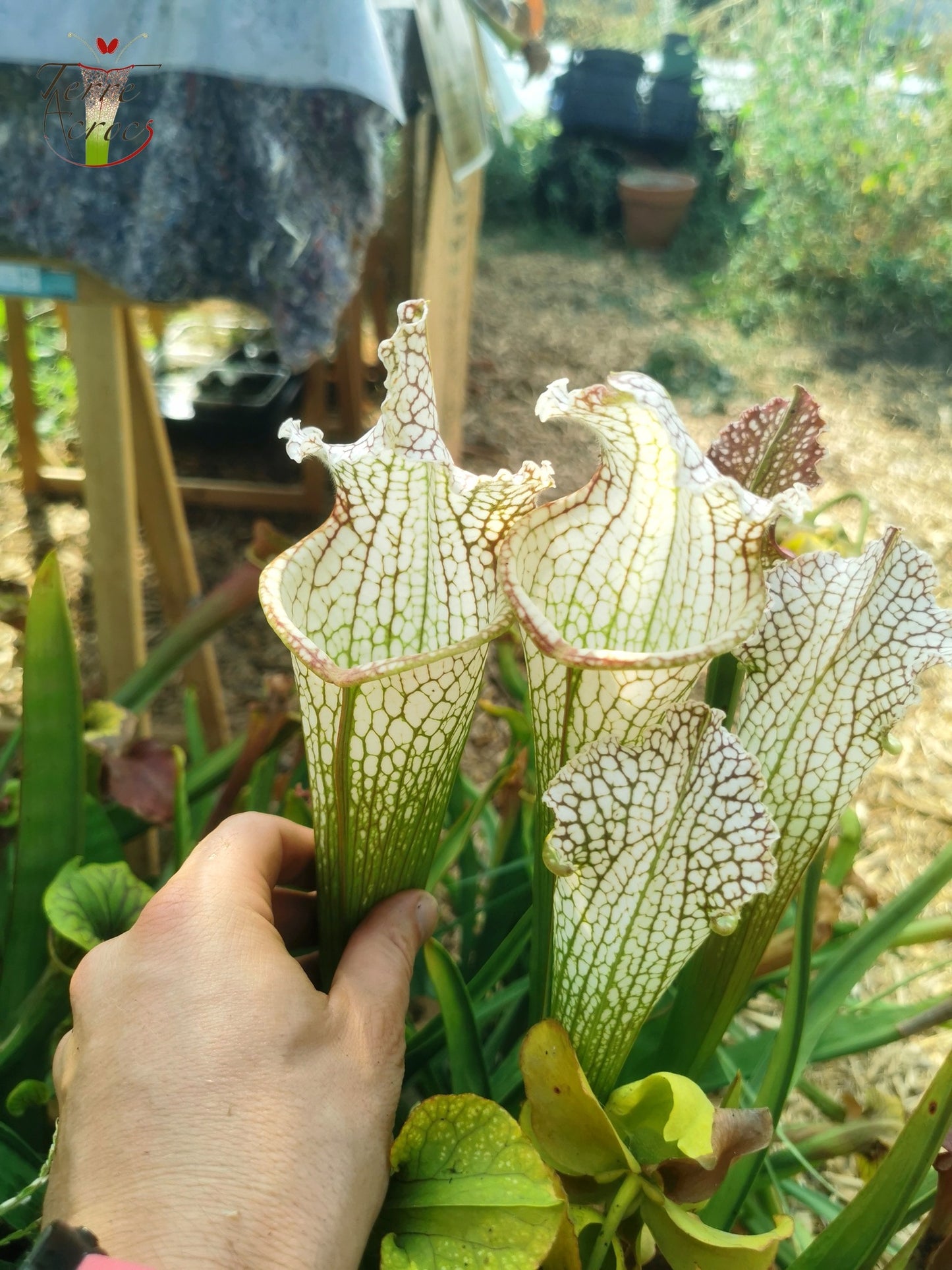 SX26a Sarracenia x "Snow Canon" (leucophylla x 'Bella') (clone a)