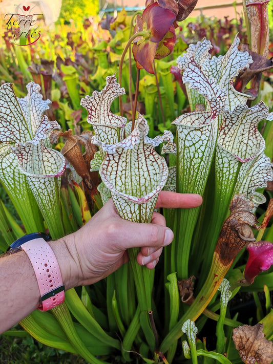 SX26a Sarracenia x "Snow Canon" (leucophylla x 'Bella') (clone a)
