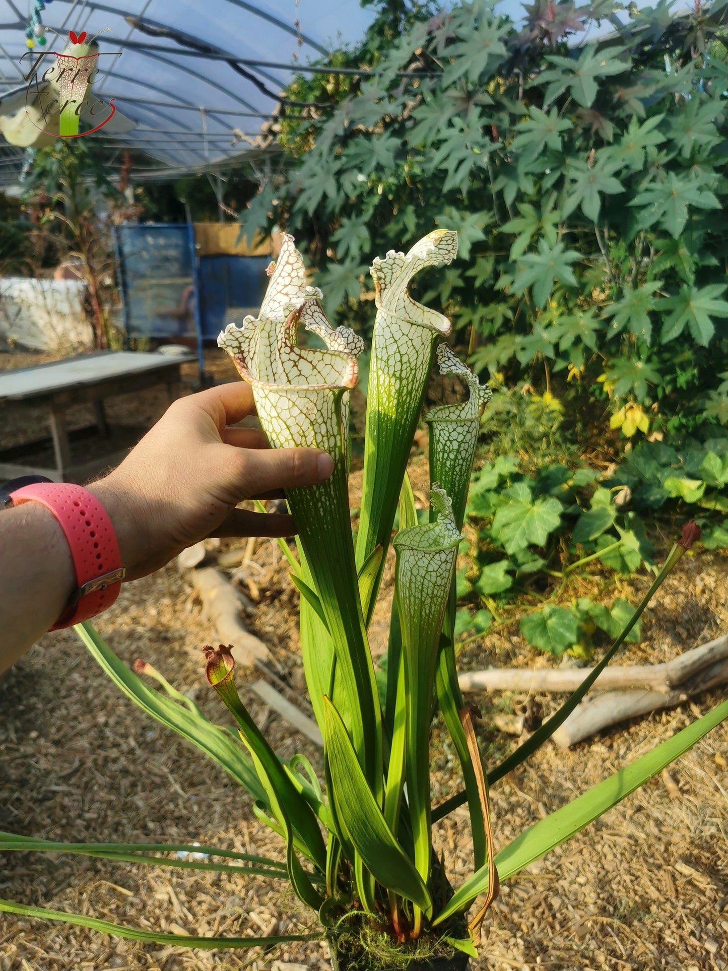 SX26a Sarracenia x "Snow Canon" (leucophylla x 'Bella') (clone a)