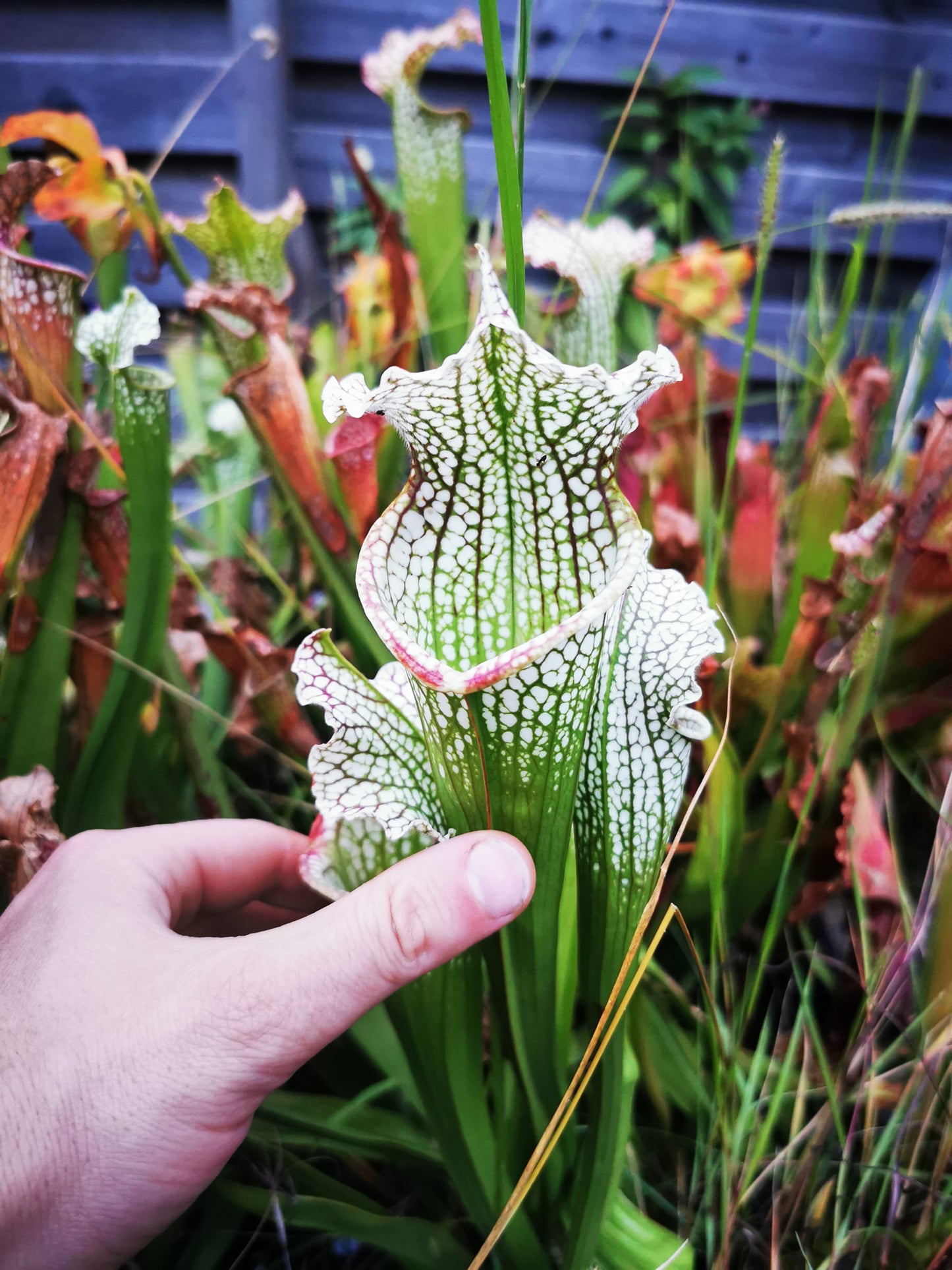 SX26a Sarracenia x "Snow Canon" (leucophylla x 'Bella') (clone a)