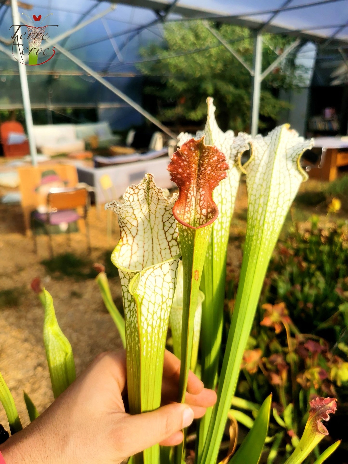 SX26a Sarracenia x "Snow Canon" (leucophylla x 'Bella') (clone a)