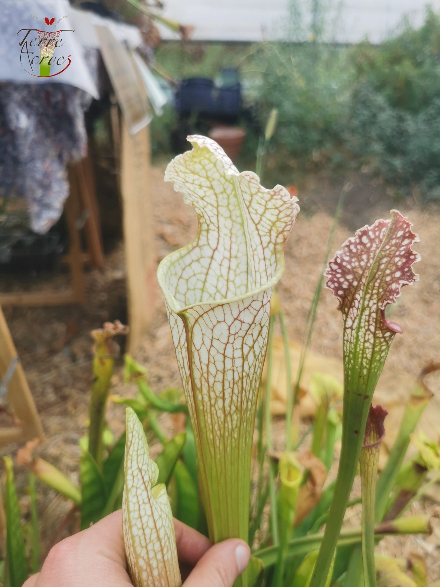 SX26a Sarracenia x "Snow Canon" (leucophylla x 'Bella') (clone a)