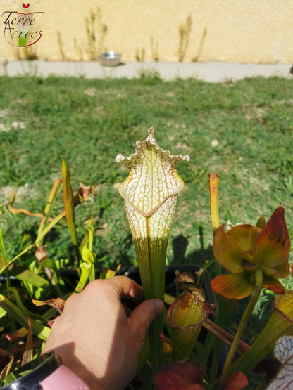 SX26a Sarracenia x "Snow Canon" (leucophylla x 'Bella') (clone a)