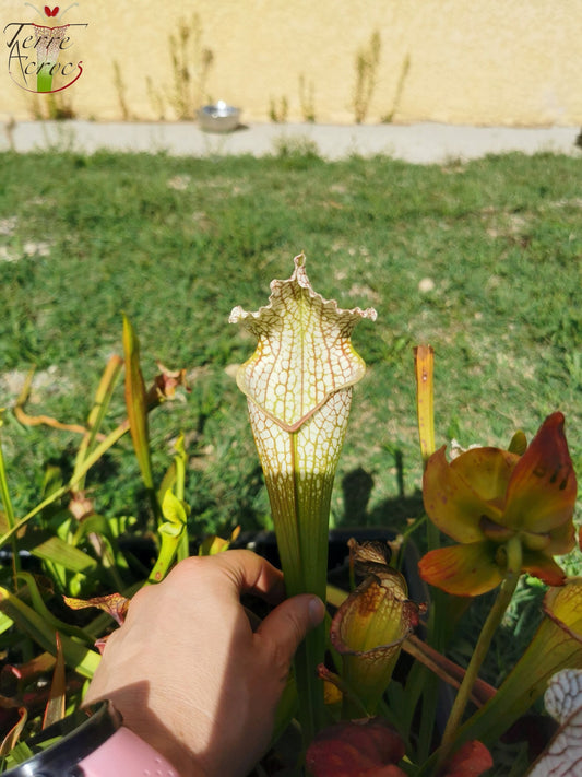 SX26a Sarracenia x 'Snow Canon' (leucophylla x 'Bella') (Klon a)