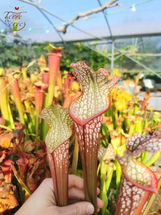 SX28 Sarracenia x "Hurlement"