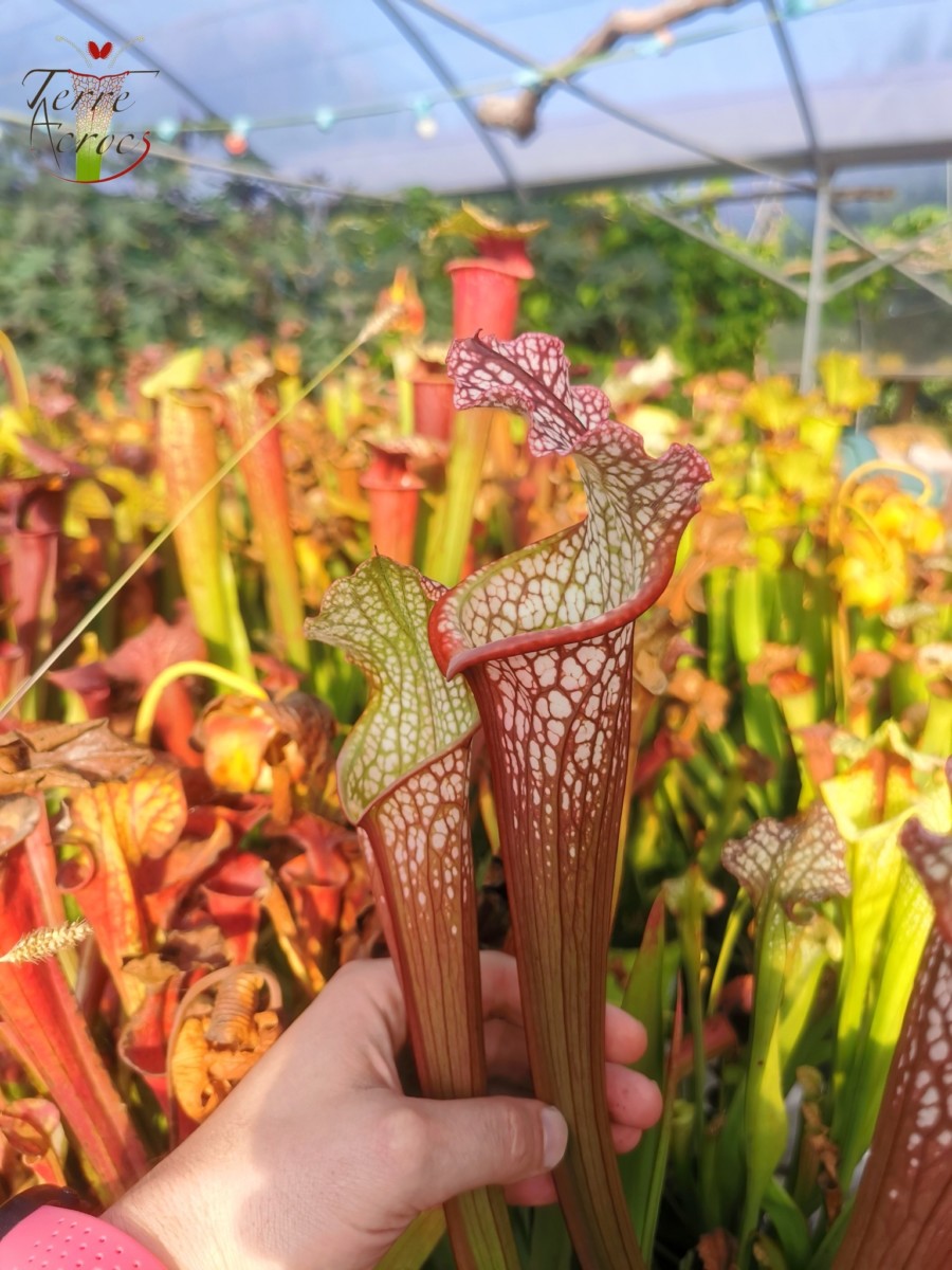 SX28 Sarracenia x "Howl"