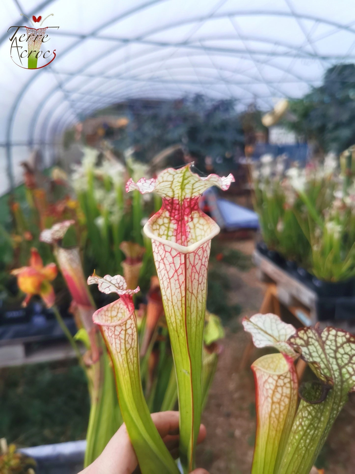 SX29 Sarracenia x (S. x moorei -- 'Johanna' x unbekannt)