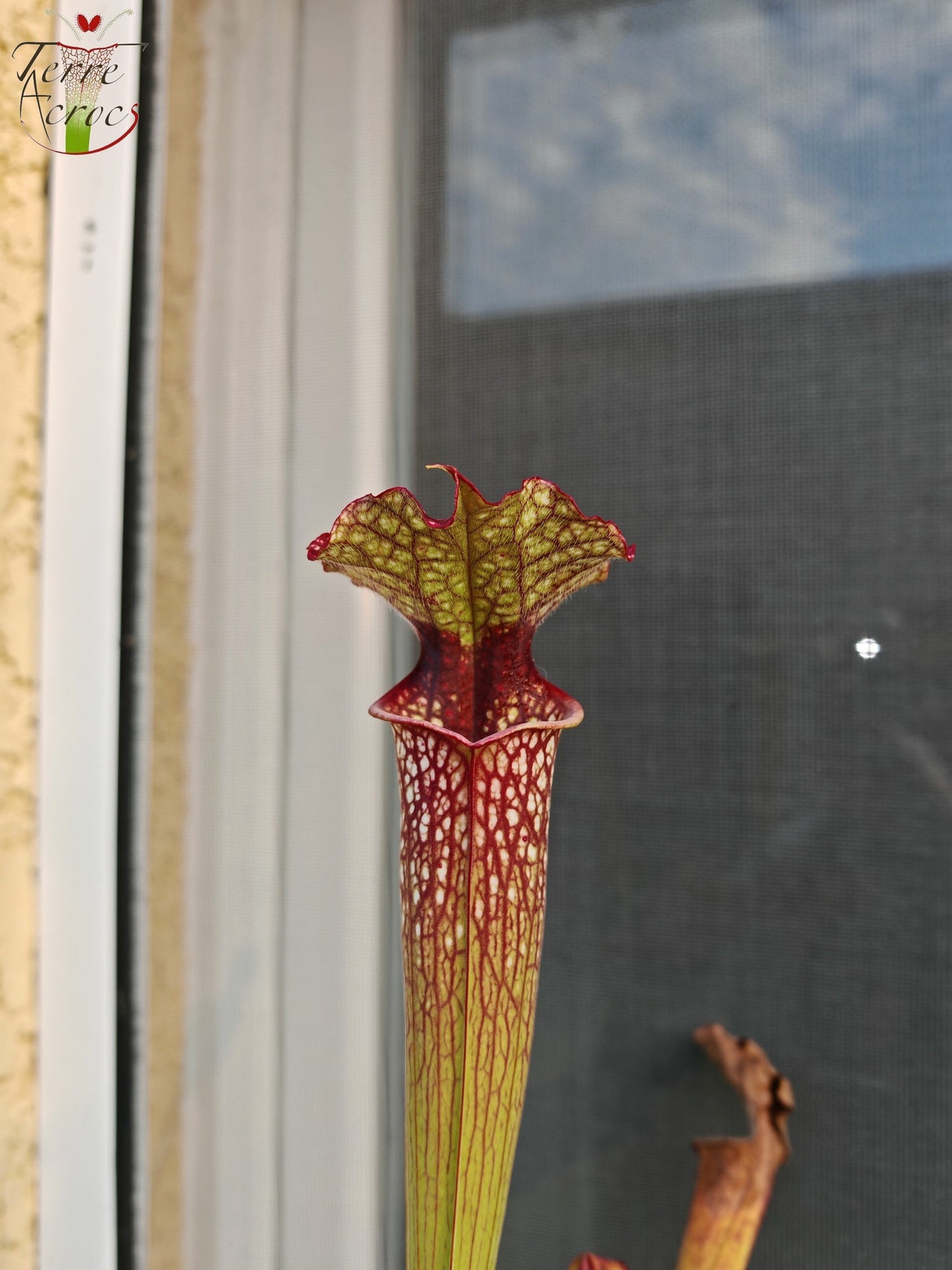 SX29U Sarracenia x (S. x moorei -- Johanna x unknown)