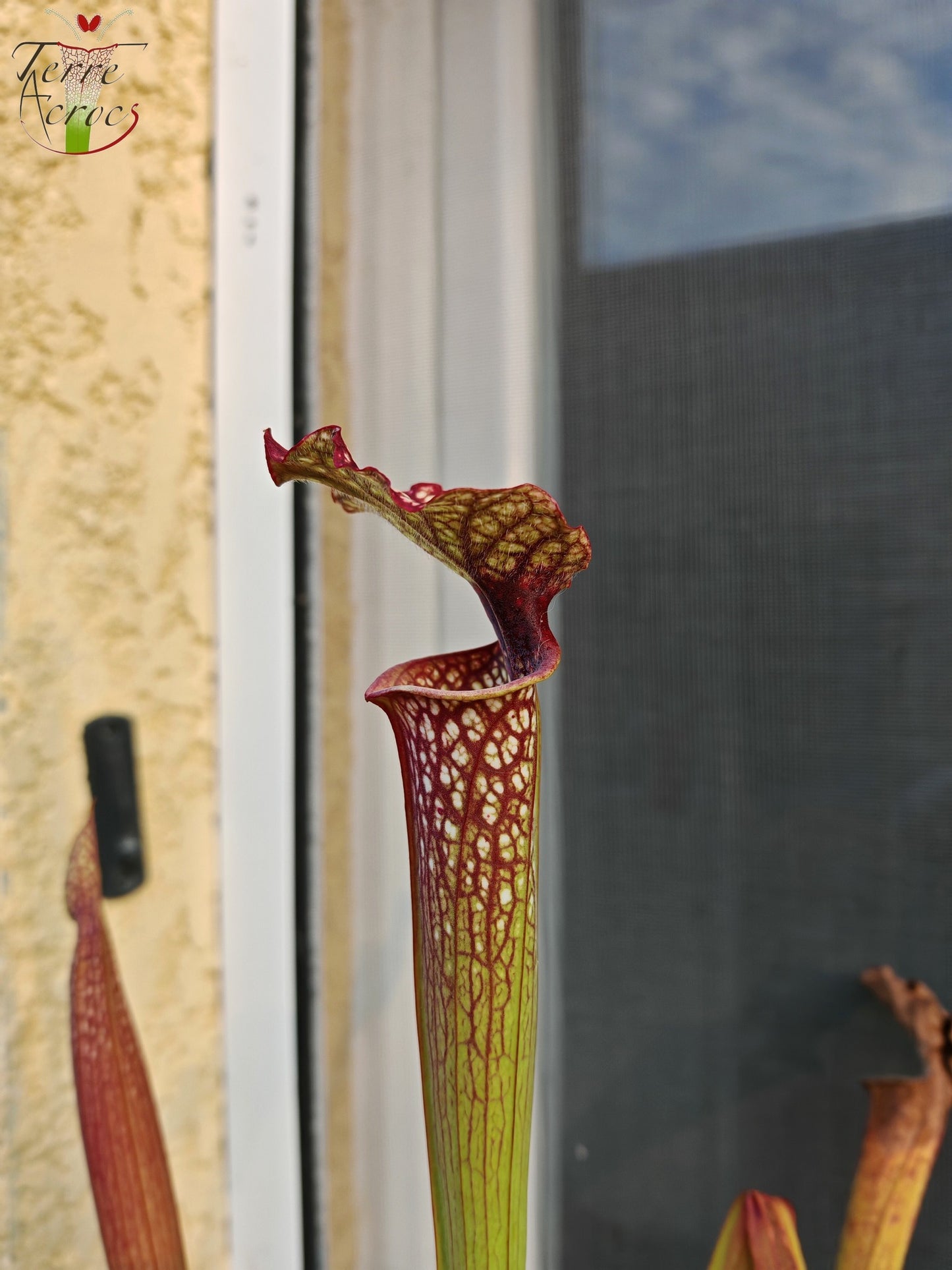 SX29U Sarracenia x (S. x moorei -- Johanna x inconnu)