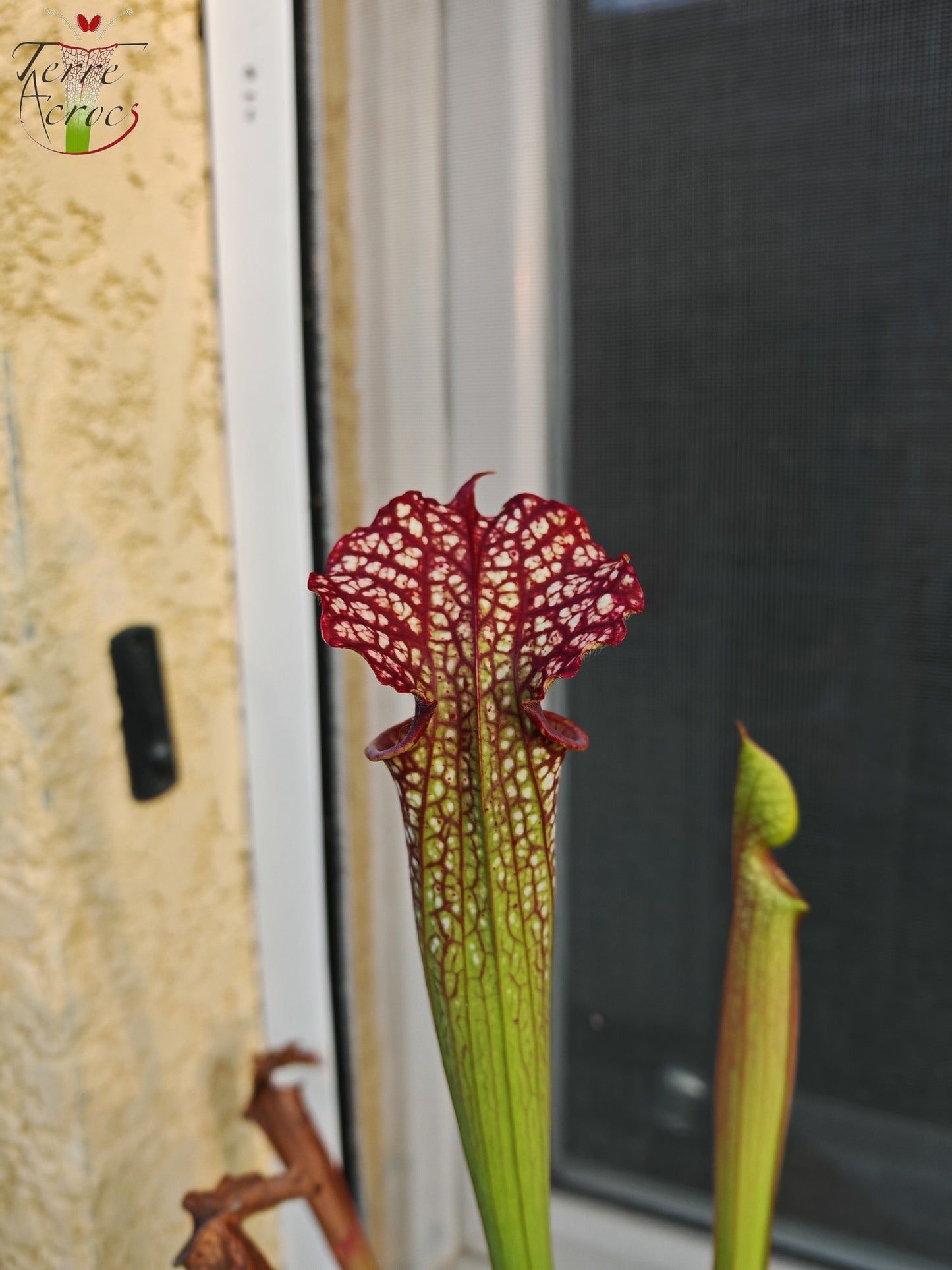 SX29U Sarracenia x (S. x moorei -- Johanna x inconnu)