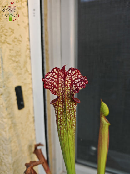 SX29U Sarracenia x (S. x moorei -- Johanna x unknown)