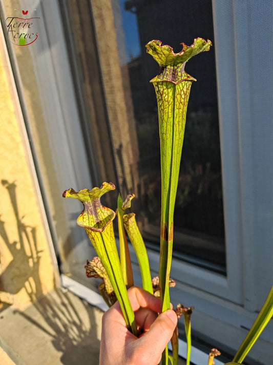 SX29U01 Sarracenia x (S. x moorei -- Johanna x inconnu)