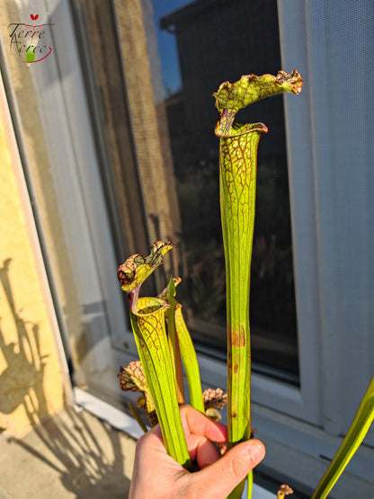 SX29U01 Sarracenia x (S. x moorei -- Johanna x inconnu)