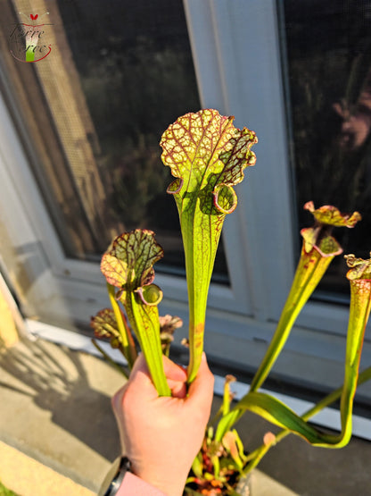 SX29U01 Sarracenia x (S. x moorei -- Johanna x inconnu)