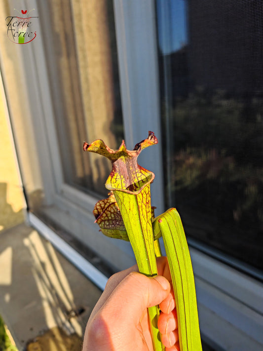 SX29U02 Sarracenia x (S. x moorei -- Johanna x inconnu)