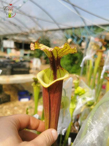 SX30a Sarracenia x ('Leah Wilkerson' x (atropurpurea x rubricorpora)