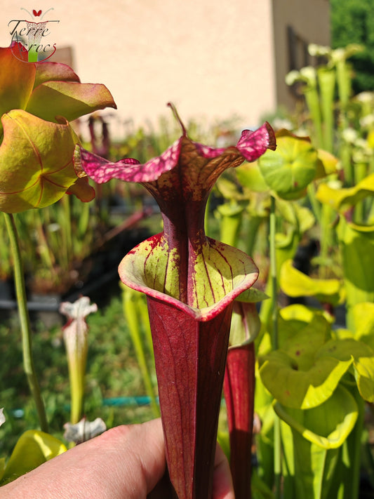 SX30a Sarracenia x ('Leah Wilkerson' x (atropurpurea x rubricorpora)