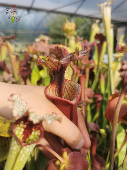 SX30a Sarracenia x ('Leah Wilkerson' x (atropurpurea x rubricorpora)