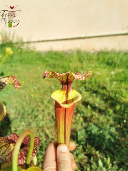 SX30a Sarracenia x ('Leah Wilkerson' x (atropurpurea x rubricorpora)