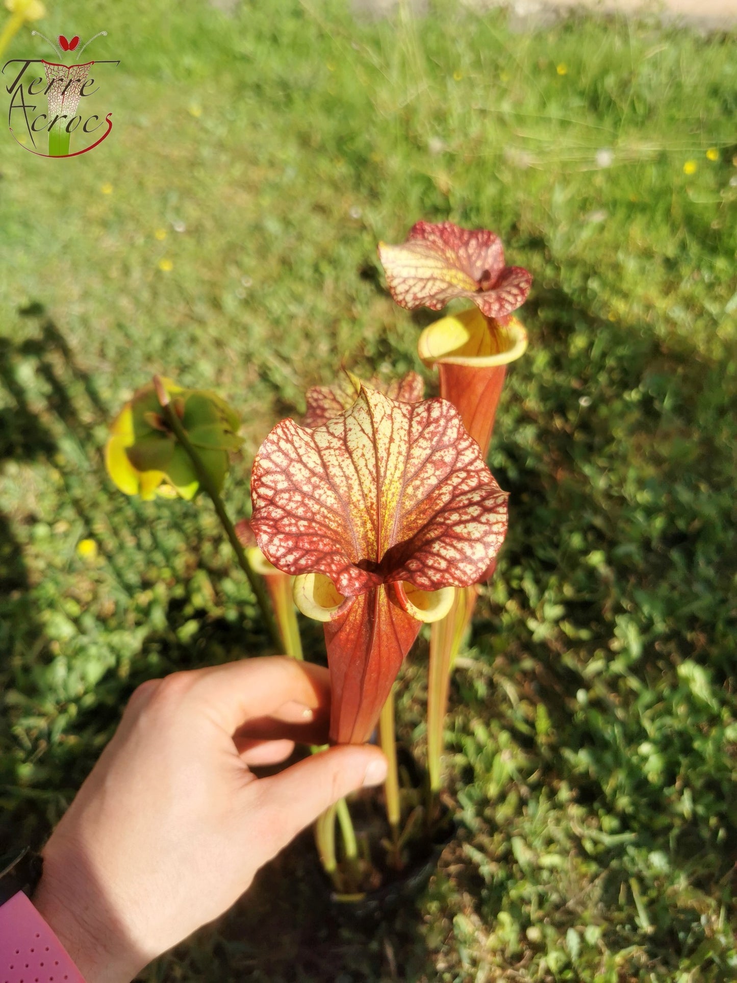 SX30a Sarracenia x ('Leah Wilkerson' x (atropurpurea x rubricorpora)