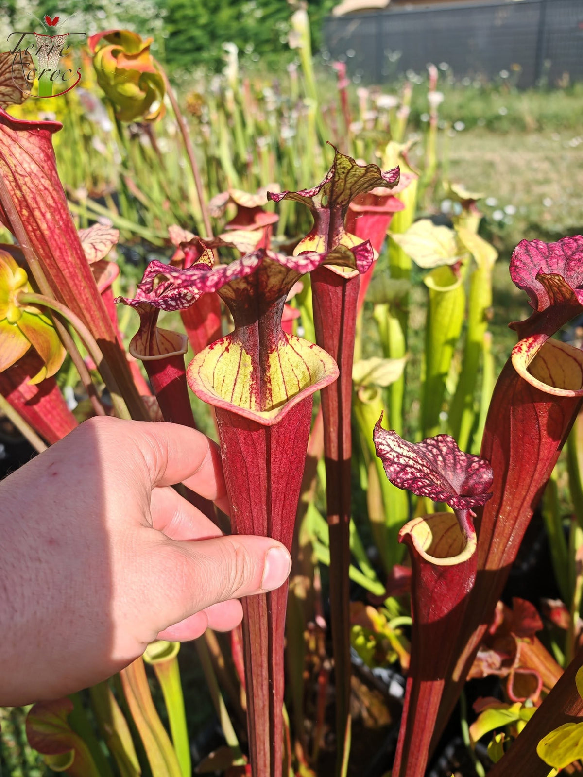 SX30a Sarracenia x (‘Leah Wilkerson’ x (atropurpurea x rubricorpora)