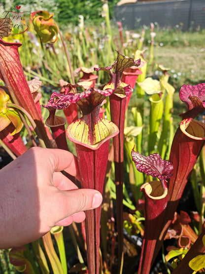 SX30a Sarracenia x (‘Leah Wilkerson’ x (atropurpurea x rubricorpora)