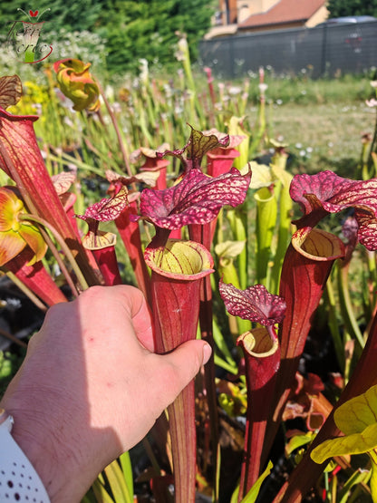 SX30a Sarracenia x (‘Leah Wilkerson’ x (atropurpurea x rubricorpora)