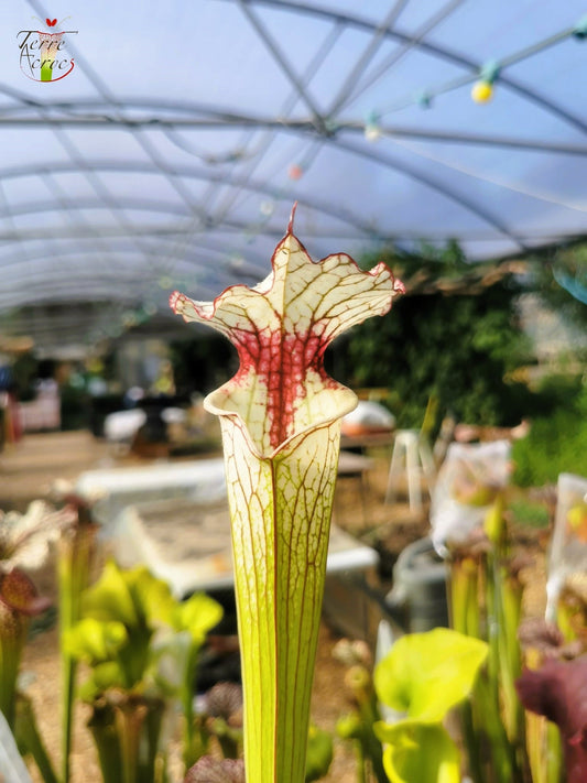 SX31 Sarracenia x ‘Iamsatyricon’ (H392, MK)