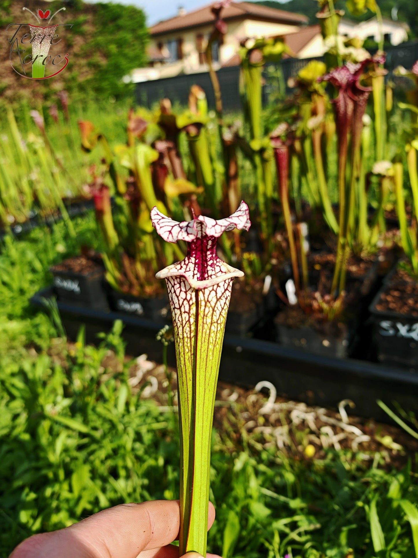 SX32 Sarracenia x (S. 'Leah Wilkerson' x S. leucophylla -- Large Pink Lipped (L18, MK)) (selected)