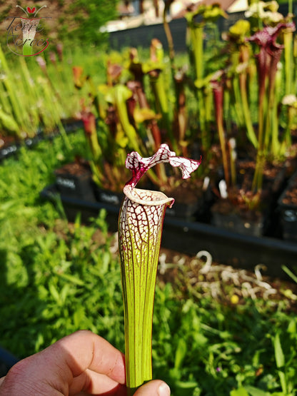 SX32 Sarracenia x (S. 'Leah Wilkerson' x S. leucophylla -- Large Pink Lipped (L18, MK)) (selected)