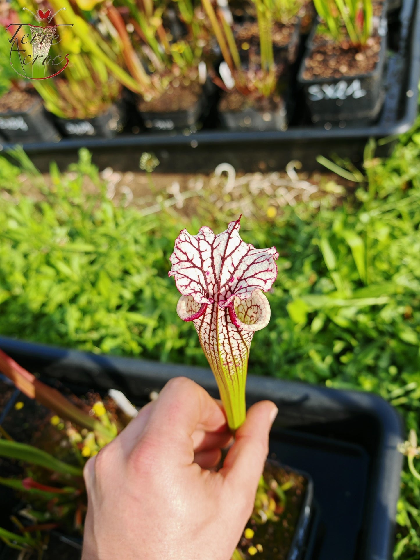 SX32 Sarracenia x (S. 'Leah Wilkerson' x S. leucophylla -- Large Pink Lipped (L18, MK)) (selected)