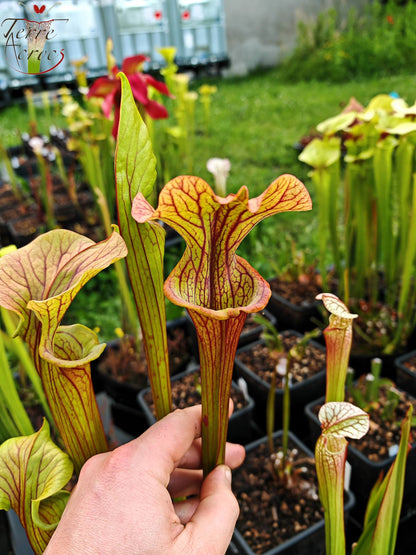 SX33 Sarracenia x 'Reptilian Rose' (H237, MK)