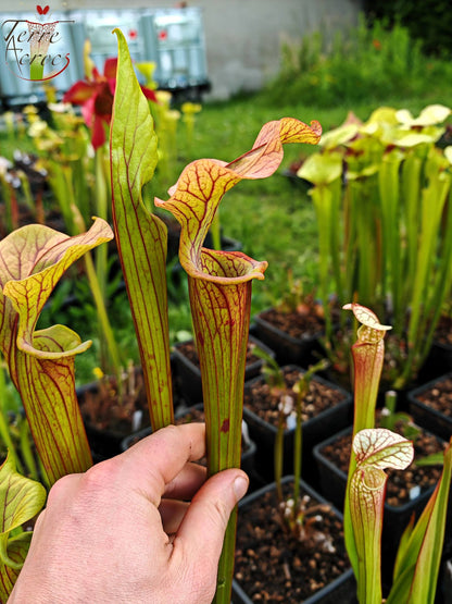 SX33 Sarracenia x 'Reptilian Rose' (H237, MK)