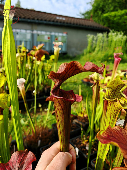 SX33 Sarracenia x 'Reptilian Rose' (H237, MK)