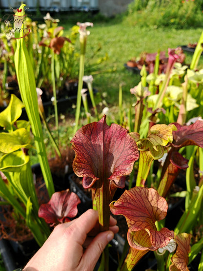 SX33 Sarracenia x 'Reptilian Rose' (H237, MK)