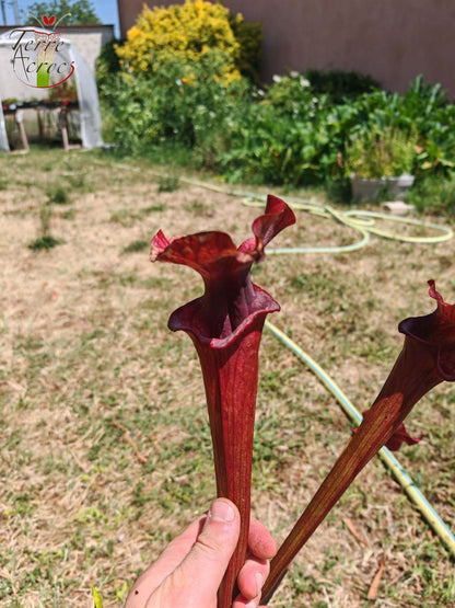 SX33 Sarracenia x 'Reptilian Rose' (H237, MK)