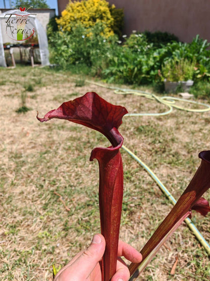 SX33 Sarracenia x 'Reptilian Rose' (H237, MK)